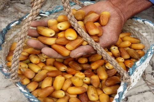 تصویر 2 از قیمت خرید خرمای آل مهتری با فروش عمده